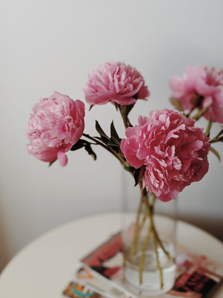 pink carnation