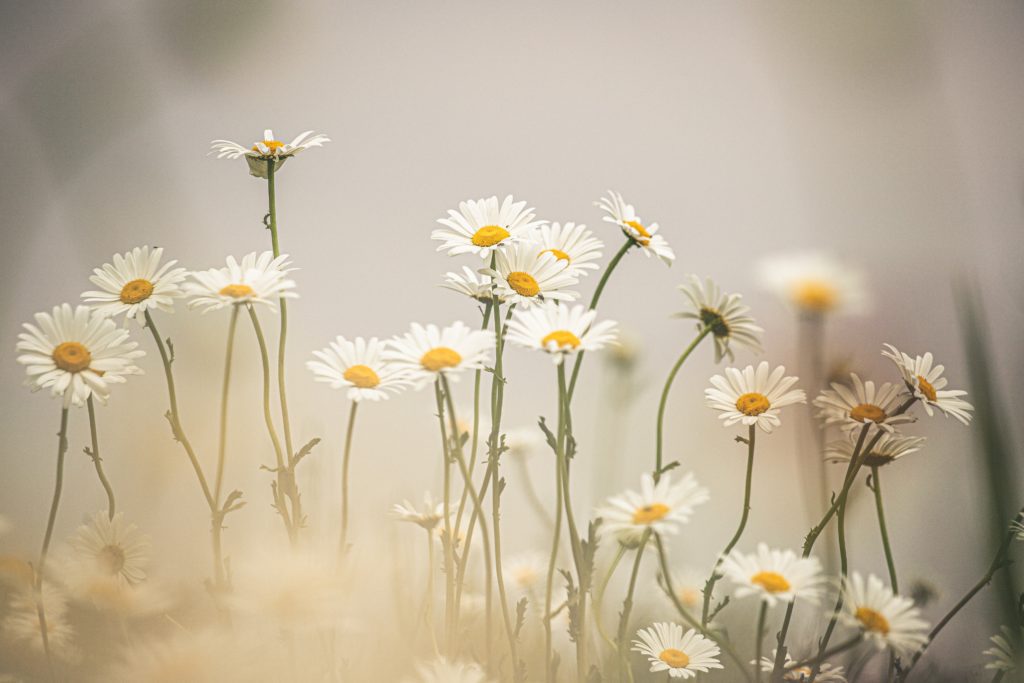 white daisy