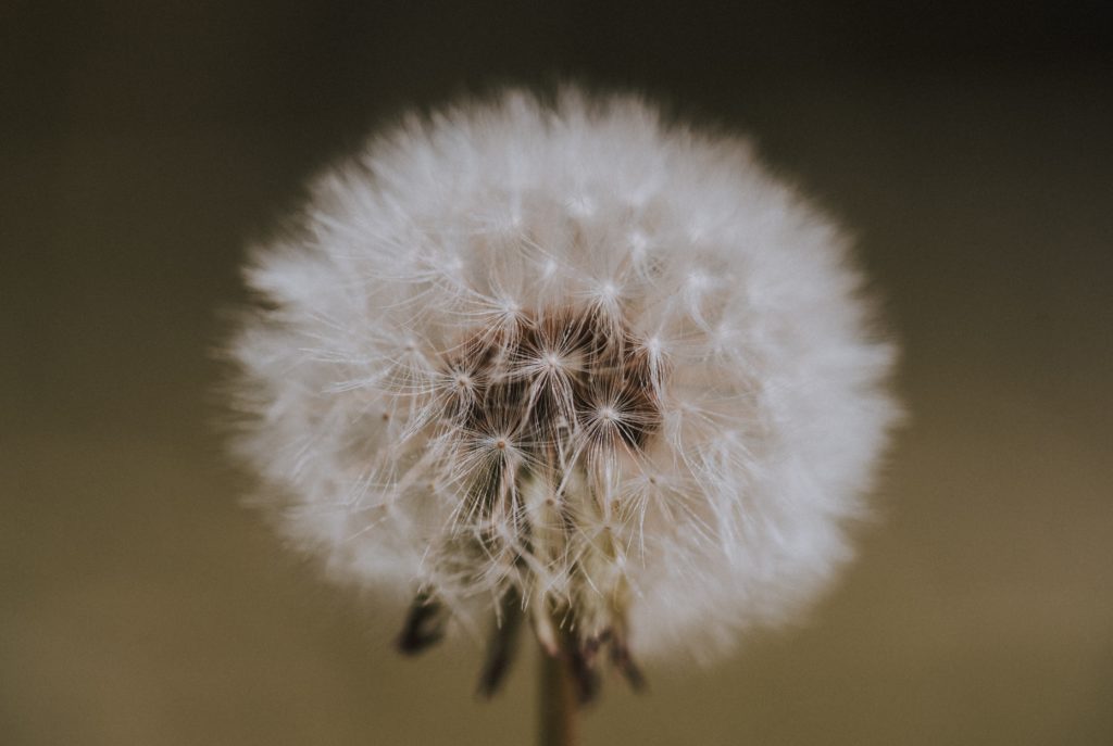 dandelion