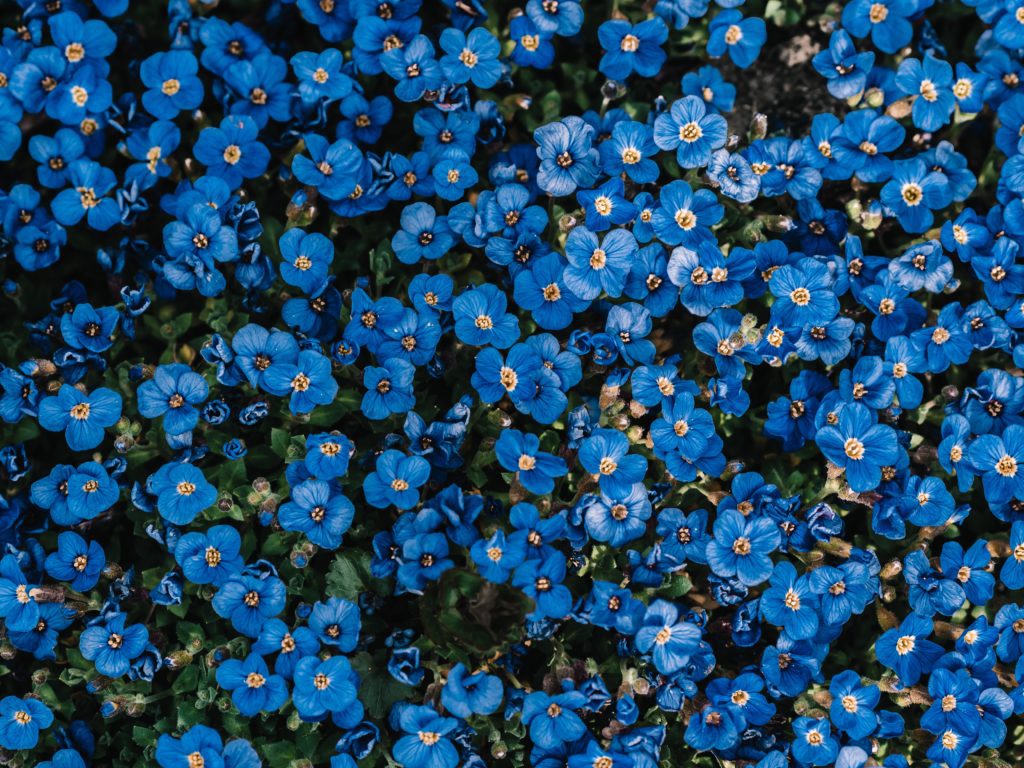 forget-me-not