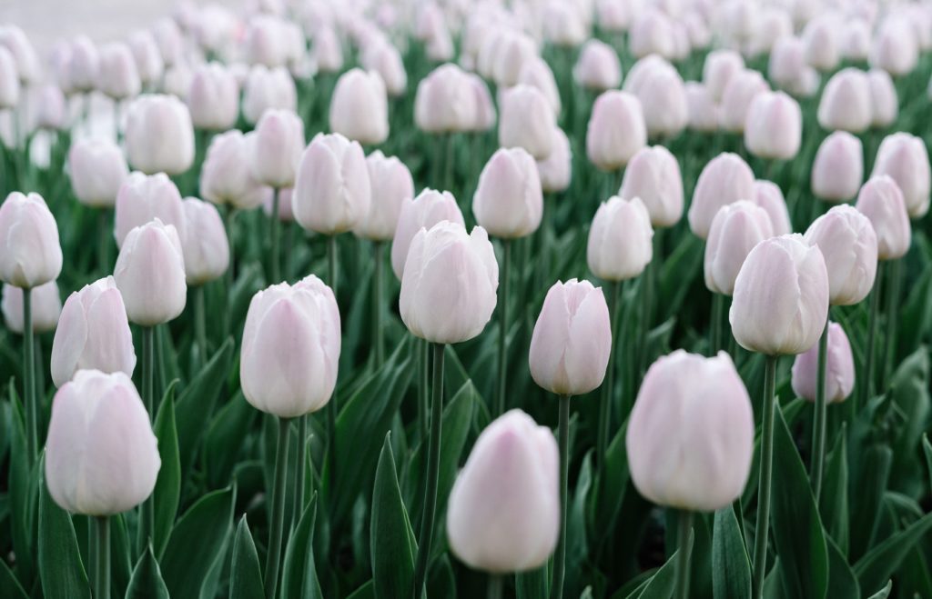 white tulip